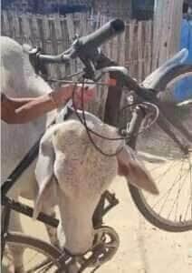 Vídeo viral flagra um boi com fama de briguento desfilando tranquilamente com uma bike presa no pescoço e arranca risadas dos internautas