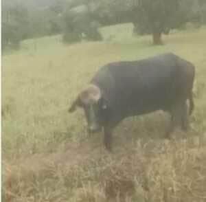 Com inteligência e instinto materno, búfala surpreende ao indicar local de resgate e emociona a internet com final feliz