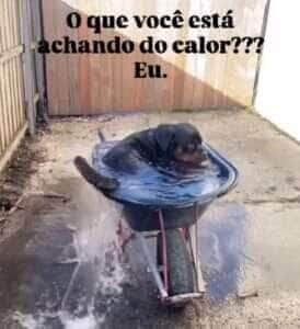 Em dia típico de calorão, pet mostra que inteligência canina e conforto combinam muito bem – e claro, com direito a viral nas redes