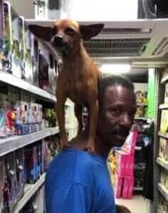 Com muito estilo e equilíbrio, o cãozinho Júnior passeia nos ombros do senhor Divino e conquista olhares e sorrisos no coração de São Paulo