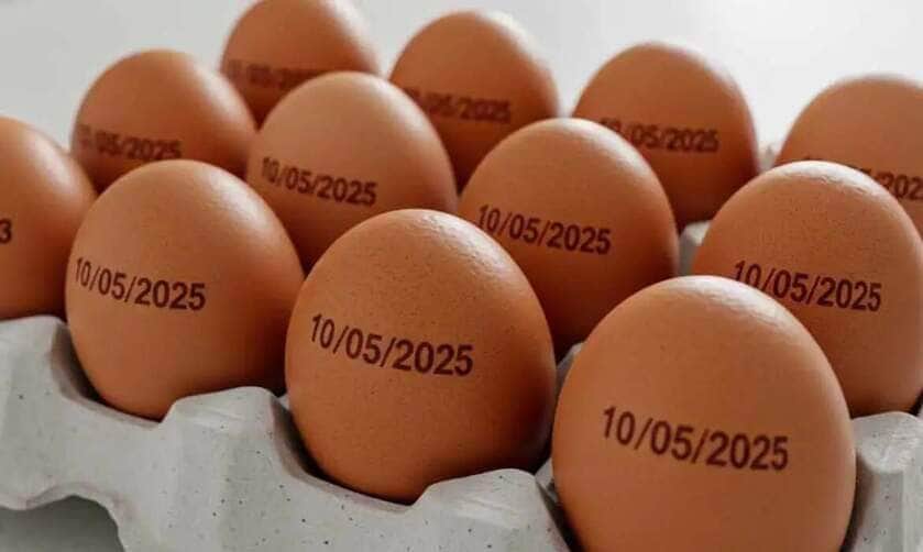 Brasília (DF), 28/02/2025 - Ovos carimbados com data de validade para consumo. Foto: Prefeitura de Palmas/Divulgação