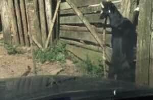 O melhor amigo do homem prova, mais uma vez, que também pode ser um excelente ajudante 