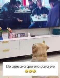 Como os cães enxergam a TV; uma perspectiva canina sobre as imagens em movimento