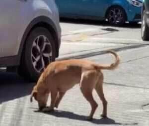 Cãozinho brincando com a própria sombra encanta a internet e dá uma aula de felicidade