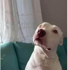 O olhar apaixonado do pet conquistou não só a família, mas também os internautas