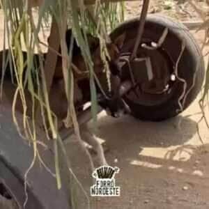 Cães espertos driblam o calor e viralizam ao aproveitar sombra de carroça