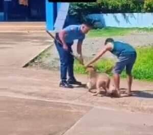 Inteligência venceu a força! O famoso cachorro caramelo surpreendeu a internet com sua estratégia inusitada para escapar de um confronto com um pitbull.