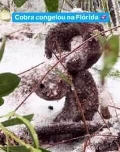 Vídeo viral intriga internautas ao mostrar serpente imóvel sob a neve – estaria ela congelada ou apenas aguardando o momento certo para atacar?