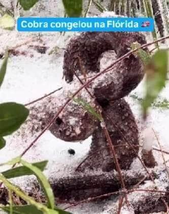 Vídeo viral intriga internautas ao mostrar serpente imóvel sob a neve – estaria ela congelada ou apenas aguardando o momento certo para atacar?