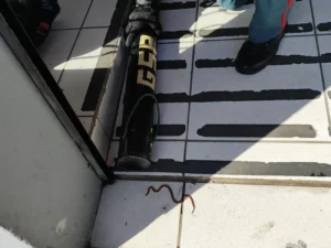 cobra-coral-verdadeira-1-1300x975