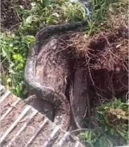Vídeo viral mostra uma serpente colossal deslizando ao lado de um trator, despertando curiosidade e dúvidas sobre sua verdadeira identidade.