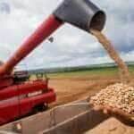 Colheita de feijão, grãos de feijão