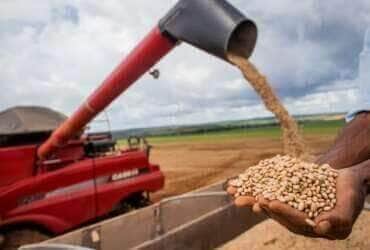 Colheita de feijão, grãos de feijão