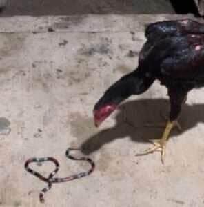 Galinhas vs. cobras venenosas: frango devora coral verdadeira em vídeo impressionante!