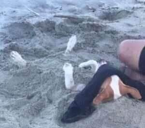 Sol, areia e patinhas para o ar; o cachorrinho que virou fenômeno na praia