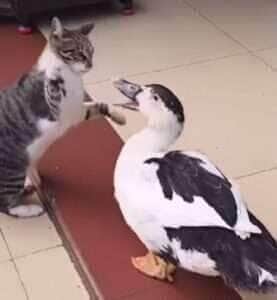 Em vídeo viral, felino e ave protagonizam uma briga hilária e mostram que, no reino animal, ninguém leva desaforo para casa