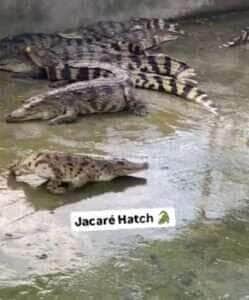 Jacaré hatch? conheça o 'sem cauda' que virou celebridade nas redes sociais