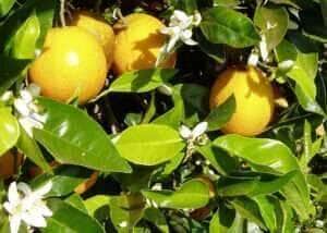Citricultores esperam mais chuvas para uma boa florada