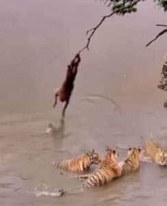 O macaco que encarou tigres para pegar uma fruta
