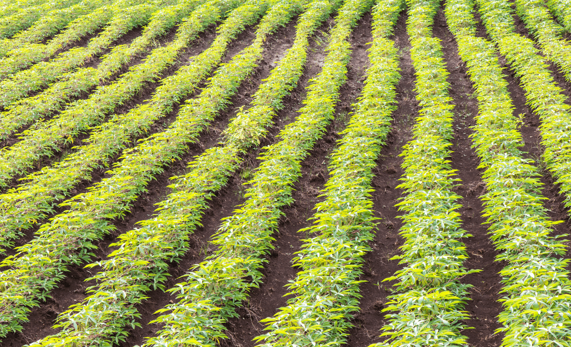 Mapa institui Programa Nacional de Prevenção e Controle da Vassoura-de-Bruxa da Mandioca