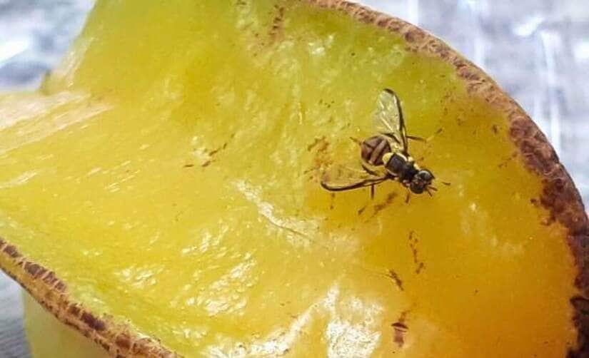 Mapa publica Portaria que reforça as ações do Programa da mosca-da-carambola