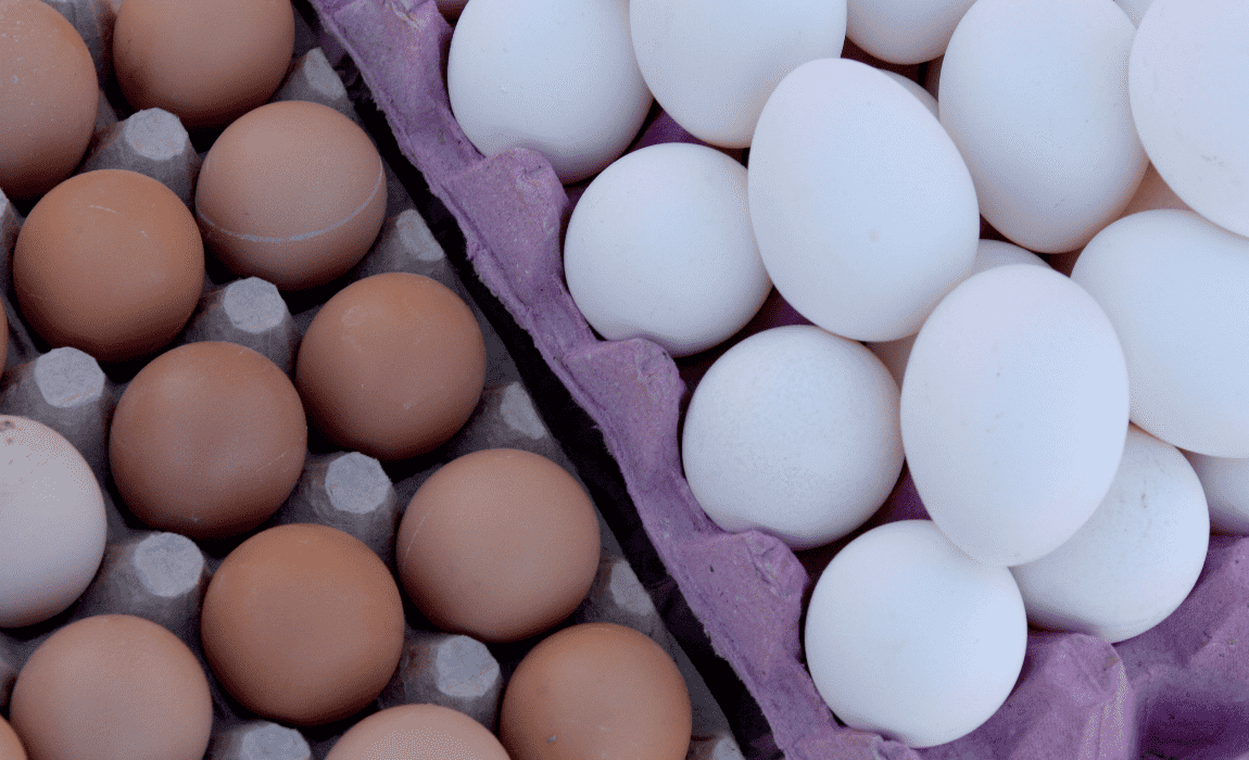 Mapa revoga artigo de portaria sobre requisitos para granjas avícolas e beneficiamento de ovos