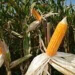 Preço do milho em Mato Grosso