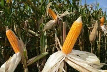 Preço do milho em Mato Grosso