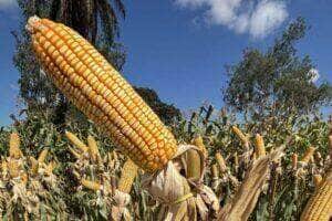 Milho em Mato Grosso