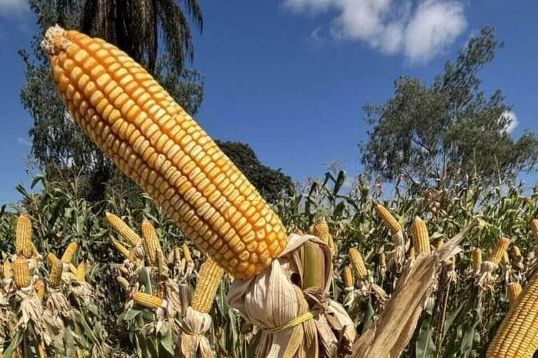 Milho em Mato Grosso