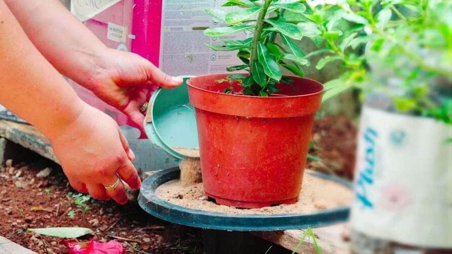 Boletim de arboviroses traz números atualizados de dengue, chigunkunya e zika em Sorriso