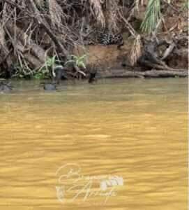 O embate entre o maior felino das Américas e as destemidas "piratas" dos rios revela uma batalha de astúcia e trabalho em equipe