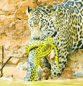 A força e a destreza do maior felino das Américas em ação
