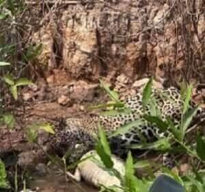 Maior felino das Américas protagoniza cena impressionante no Pantanal e reforça seu papel vital no equilíbrio do ecossistema