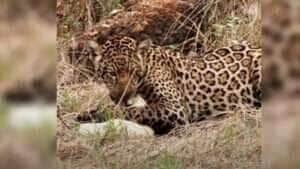 A natureza mostra todo seu poder em um encontro surpreendente e divertido entre predador e presa