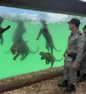 Onças-pintadas dão show em aquário de goiás com nado sincronizado