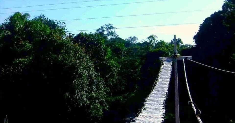 Juína implementa passagem de fauna suspensa para proteger primatas na transição Cerrado-Amazônia