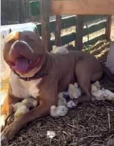 Pitbull babá? Cachorro surpreende ao cuidar de pintinhos como se fossem seus filhotes