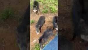Pescador é cercado por manada de porcos-do-mato e vídeo viraliza