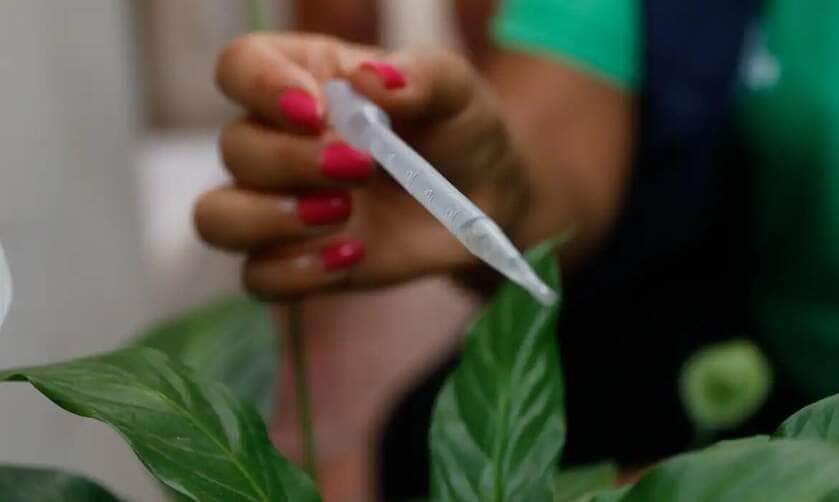 São Paulo (SP), 30/03/2023 - Agentes de vigilância em saúde fiscalizam e orientam moradores sobre focos do mosquito Aedes aegypti, transmissor da dengue, em Perdizes. Foto: Fernando Frazão/Agência Brasil