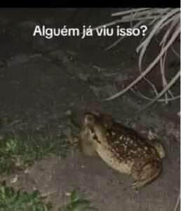 Em vídeo viral, o sapo cururu mostra por que é peça-chave no equilíbrio da natureza ao devorar uma das cobras mais temidas do planeta