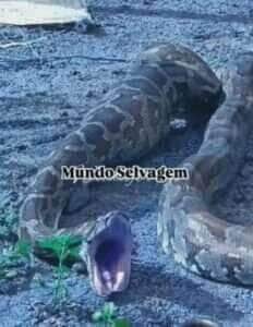 Vídeo viral confunde internautas que acreditavam ser uma sucuri, mas o registro revela a impressionante estratégia de defesa da píton, uma serpente exótica que não pertence à fauna brasileira.