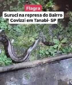 Moradores do bairro Covizzi ficaram impressionados com a cena inusitada na manhã de segunda-feira 