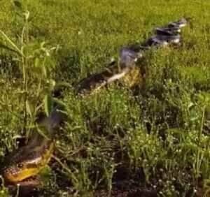 Deslizando com elegância: o impressionante encontro com uma sucuri gigante