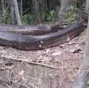 O espetáculo da natureza foi registrado às margens de um rio, revelando toda a imponência da maior serpente da América do Sul. 