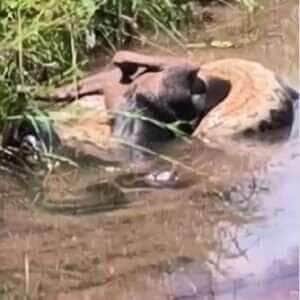 Sucuri é flagrada ‘abraçada’ em cachorro em Várzea Grande (MT)