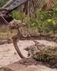 Vídeo viral flagra operador de retroescavadeira içando sucuri gigante em área alagada