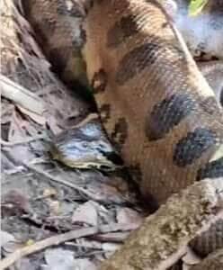 Pescadores se deparam com uma sucuri gigante à margem do rio e ficam surpresos com a reação da cobra