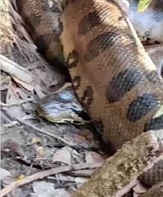 Pescadores se deparam com uma sucuri gigante à margem do rio e ficam surpresos com a reação da cobra