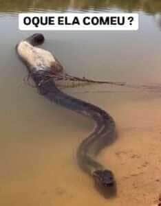 Flagrada por internautas, gigante das águas surpreende ao exibir silhueta generosa e reforça a grandiosidade da vida selvagem no Brasil